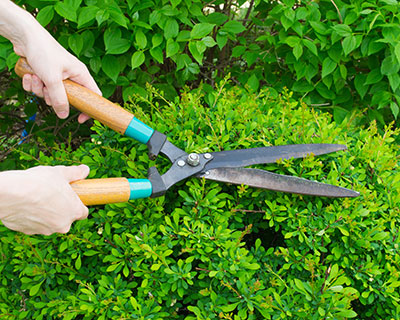 Pruning Turner, OR